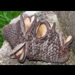 Samenschale   Banksia Firewood