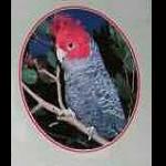 Blue Mountains Birds