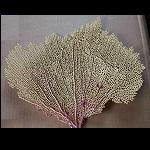 BNr:sopo991"
