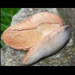 Samenkapsel Woody Pear