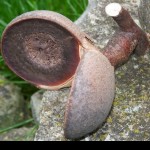 Samenschale Hakaea Peach