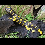 Feuersalamander auf Treibholz