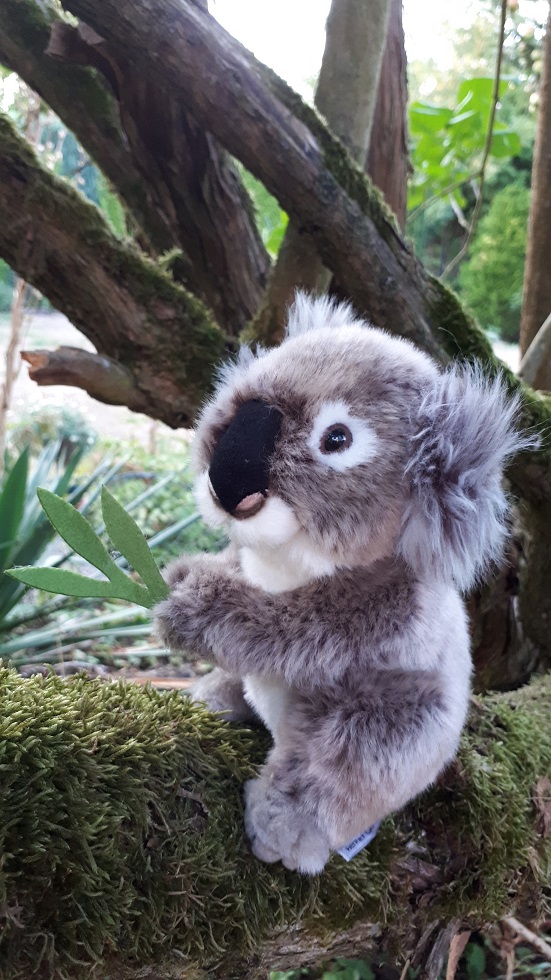 Koala Baby sitzend 15 cm Australien Stofftier  ....little john 