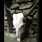 orig Stier Schdel, skull, prpariert 45cm