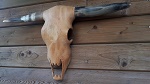 Stier Schdel Kopf Holz echt Horn 70cm