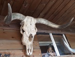 Longhorn Stier Schädel skull präp. 100cm