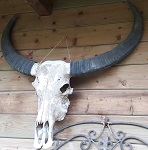 orig Stier Schdel skull prpariert 86cm