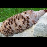 Tannen Zapfen Banksia Grandi ca 15-18cm