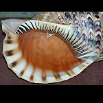 Seemuschel BlasHorn Muschelhorn TOP!!