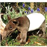 Stofftier Tapir  36 cm