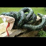 Schlange Stofftier 120cm aufgerollt giftig