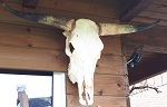 orig Stier Schdel skull  prpariert 100cm