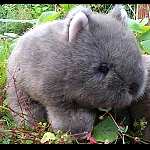 Wombat Harry 23 cm Plumpbeutler