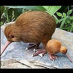 Kiwi Miniatur Figur 5cm -unser Bestseller