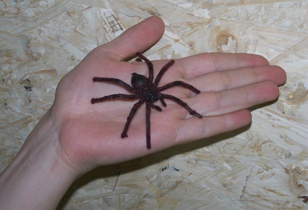 Australien Spinnen : Die Farbenpracht der Pfauenspinne | Pfauenspinne, Spinne ... _ Jun 28, 2021 · die schwarze witwe und andere spinnen können selbst vielfach größere schlangen erbeuten und fressen.