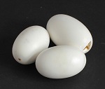 echte Krokodil Eier ca 9cm