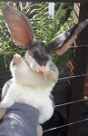 Handpuppe Bilby Kaninchennasenbeutler 35cm