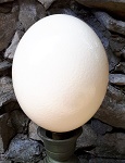 Straußen Ei original 14cm hoch