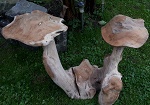 70cm Wurzel Holz Pilze - traumhaft !