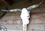 orig Stier Schdel skull prpariert 80 cm