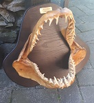 Mako Hai echtes Haigebiss Einzelstck 32cm