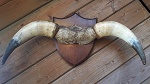 orig Stier Horn auf Holzplatte 60cm Antik